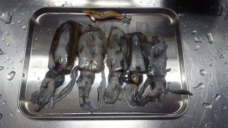 ボートエギング調査