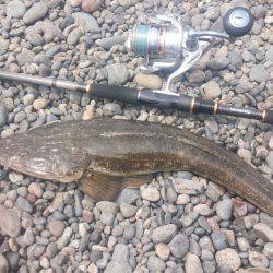 堤防からマゴチ