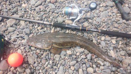 堤防からマゴチ