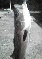 トップウォーター！