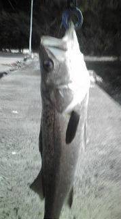 トップウォーター！