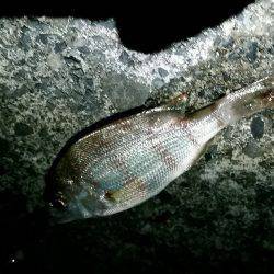 早朝からキス狙い。やや渋めも25cmゲット。