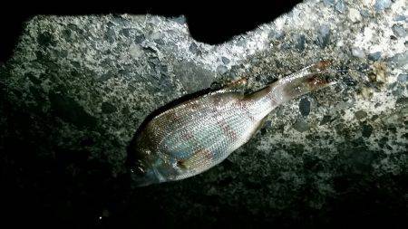 早朝からキス狙い。やや渋めも25cmゲット。