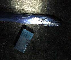 ＬＳＧでタチウオ