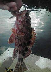 ロックフィッシュ！