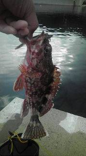 ロックフィッシュ！