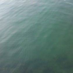 エギング調査第３弾