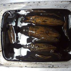 エギング調査第２段