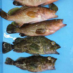 ロックフィッシュパーティ