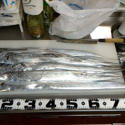 いつまで続くか?!夏タチ爆釣!