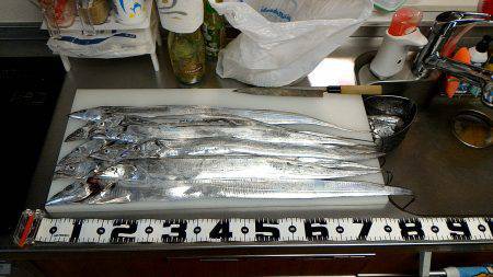 いつまで続くか？！夏タチ爆釣！