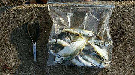 タチウオ、ノーバイト！でもベイトは沢山。