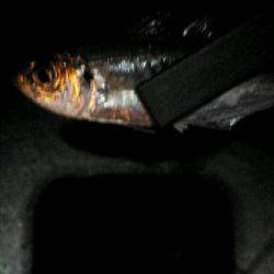 南港ナイトアジング