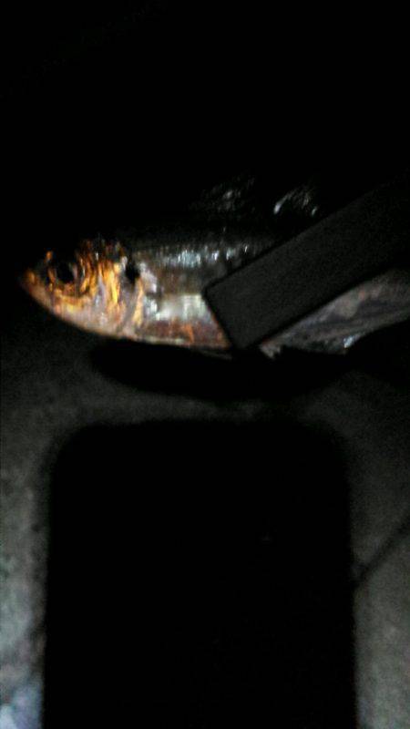 南港ナイトアジング