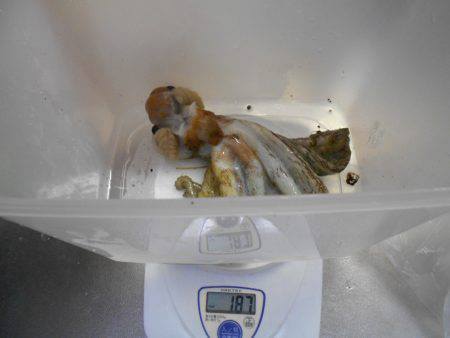 ケンサキイカ狙いも釣れたのはタコ