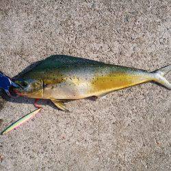 沼島のショアジギングでエソ&シイラ