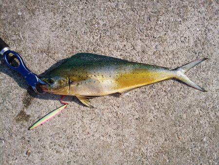沼島のショアジギングでエソ&シイラ