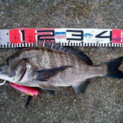 大蔵海岸のトップゲームでチヌ