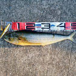 沼島でシイラのトップゲーム