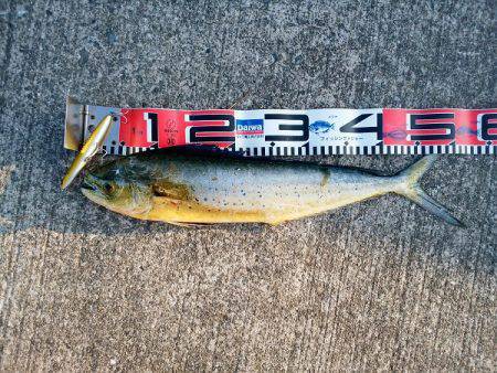 沼島でシイラのトップゲーム