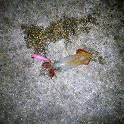 ケンサキ&ウルメイワシ&アオリイカ