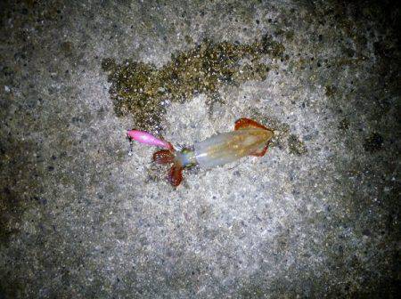 ケンサキ&ウルメイワシ&アオリイカ