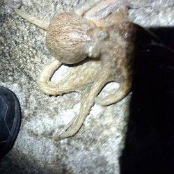 またまたタコ釣り