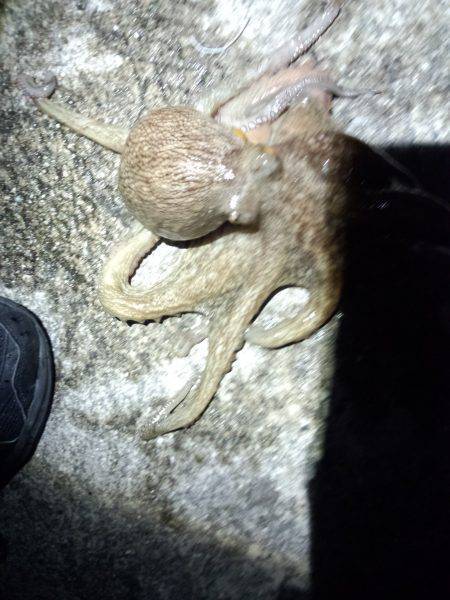 またまたタコ釣り