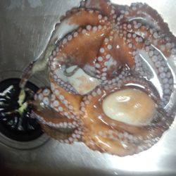 タコ重量本年度記録