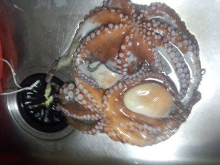 タコ重量本年度記録