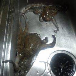 またまたタコ釣り今年最大