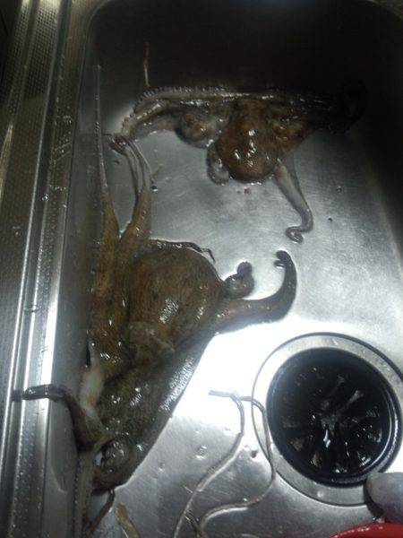 またまたタコ釣り今年最大