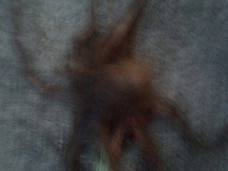 二日ぶりにヤットタコ