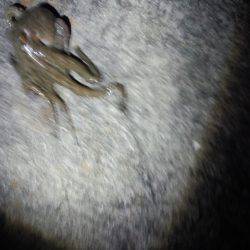 またまたタコ釣り