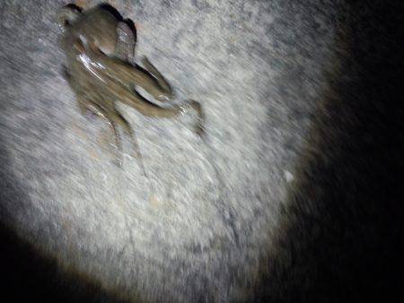 またまたタコ釣り