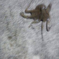 タコ440ｇ釣れた