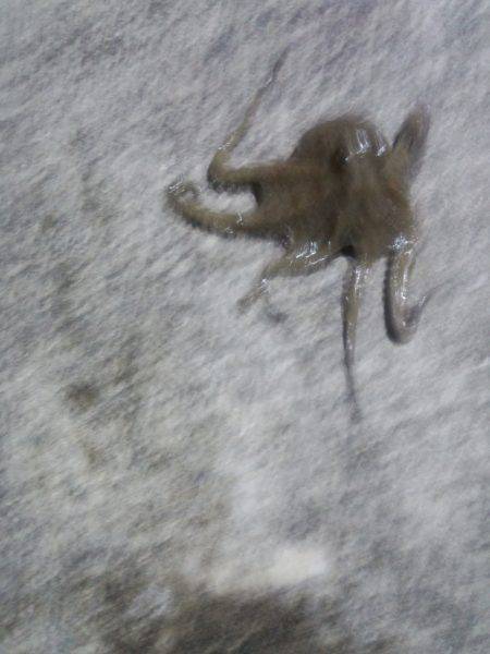 タコ440ｇ釣れた