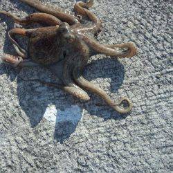 久しぶりのタコ２匹