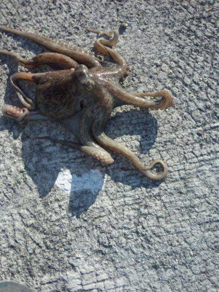 久しぶりのタコ２匹