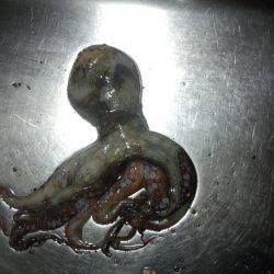 台風のうねりがある中ヤットタコ1匹