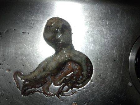 台風のうねりがある中ヤットタコ1匹