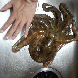 久しぶりの大タコ