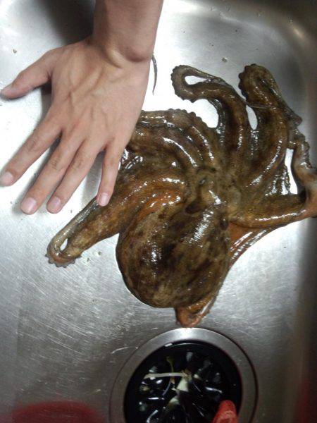 久しぶりの大タコ