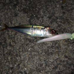 ワインドで小サバ