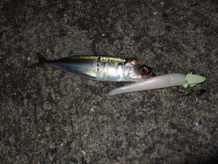 ワインドで小サバ