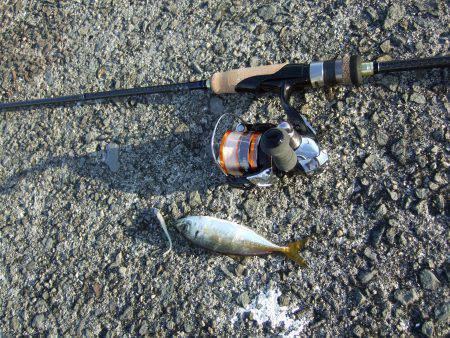 豆アジ成長してます