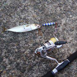 タチウオ不発でも