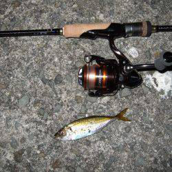 今日は渋かった