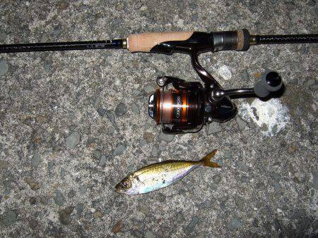 今日は渋かった