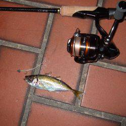 満月のアジはやっぱり釣り難かった